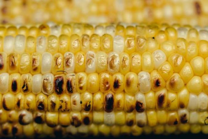 Kā pareizi iesaldēt kukurūzu vasarā: labākie padomi