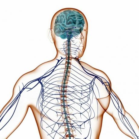 saite "mymedicine24.ru/anatomiya/nervnayasistema"