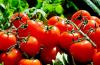 Kā pareizi ieviest tomātus bērnu uzturā
