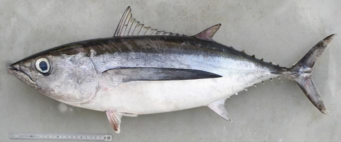 Baltā tunzivs