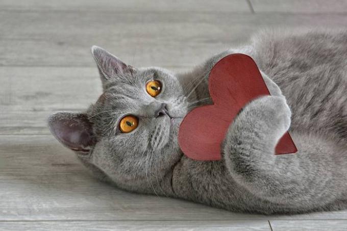 15 fakti par kaķiem, kas padara to vēl vairāk mīlestības