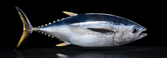 Pacific tunzivs - Klusā okeāna tunzivis